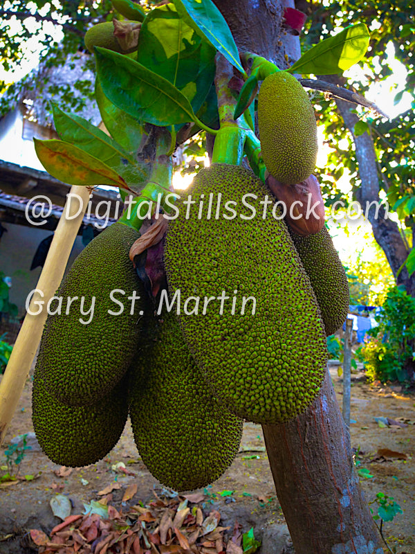 Jack Fruit, Yelapa, Mexico, digital