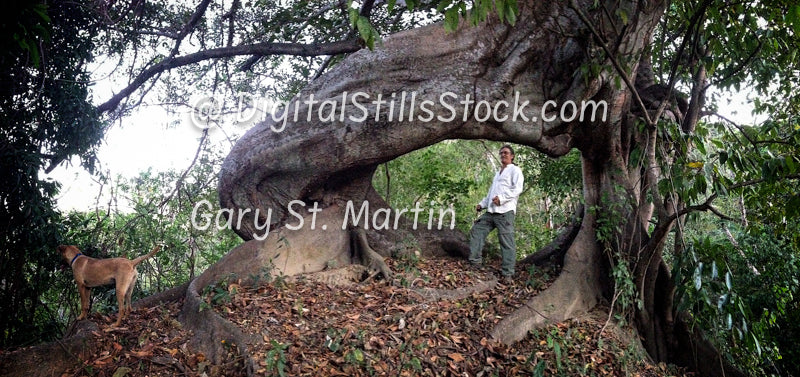 Philippo with Dog under Rubber Tree, Yelapa, Mexico, digital