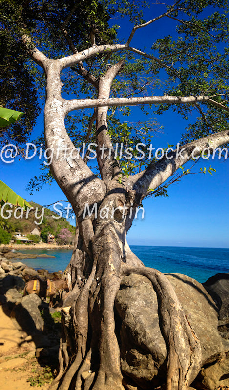 Tree Wrapped around Rock, Digital, Yelapa, Mexico