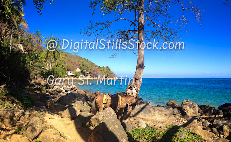 Horse along Rocky Trail, Digital, Yelapa, Mexico