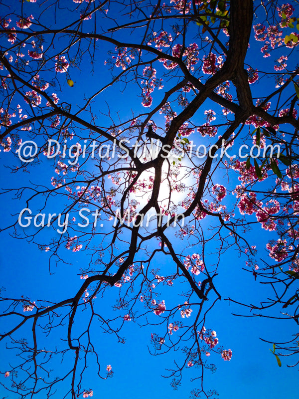 Sun through Flowered Branches, Digital, Yelapa, Mexico