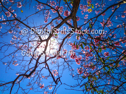 Sun through Full Flowered Branches, Digital, Yelapa, Mexico