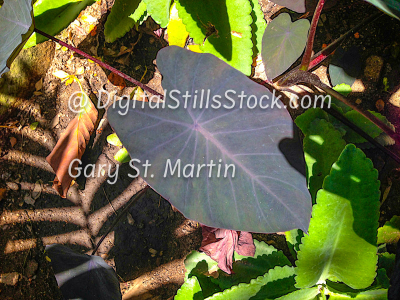 Purple Elephant Ear Closeup, Yelapa, Mexico, digital