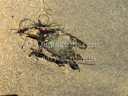 Kelp Closeup, digital sunset