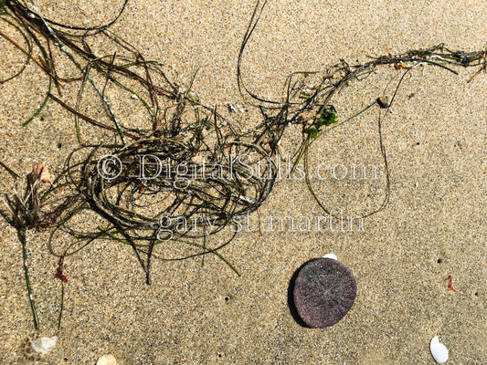 strings of seaweed  Digital sunset