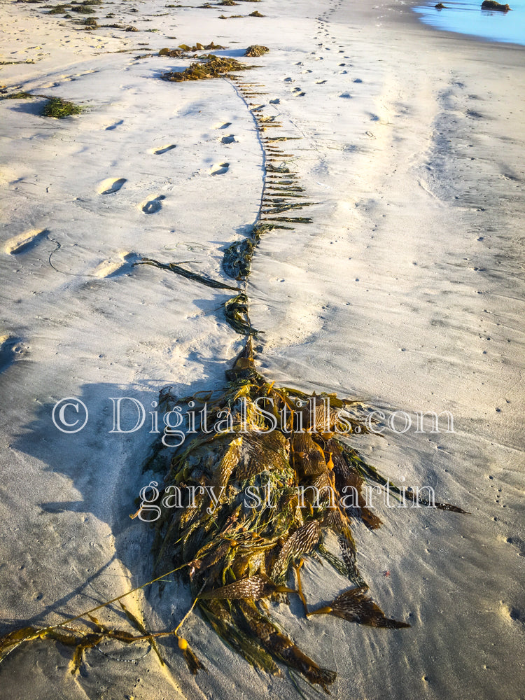 Stretched out seaweed, digital sunset