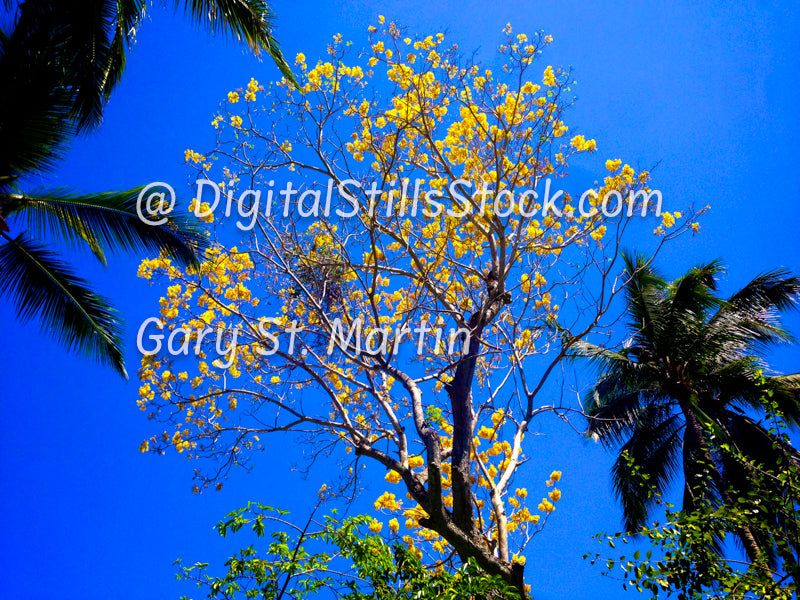 Yellow Flowered Tree against Brilliant Blue Sky, Yelapa, Mexico, digital