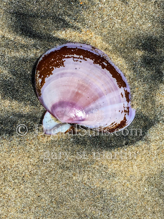 Closeup of a purple shell, digital sunset