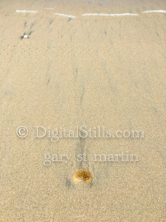 Yellow shell in the yellow sand, digital sunset