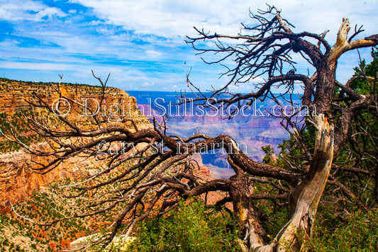 Dead Tree Front Display over Canyon, Digital, Arizona, Grand Canyon