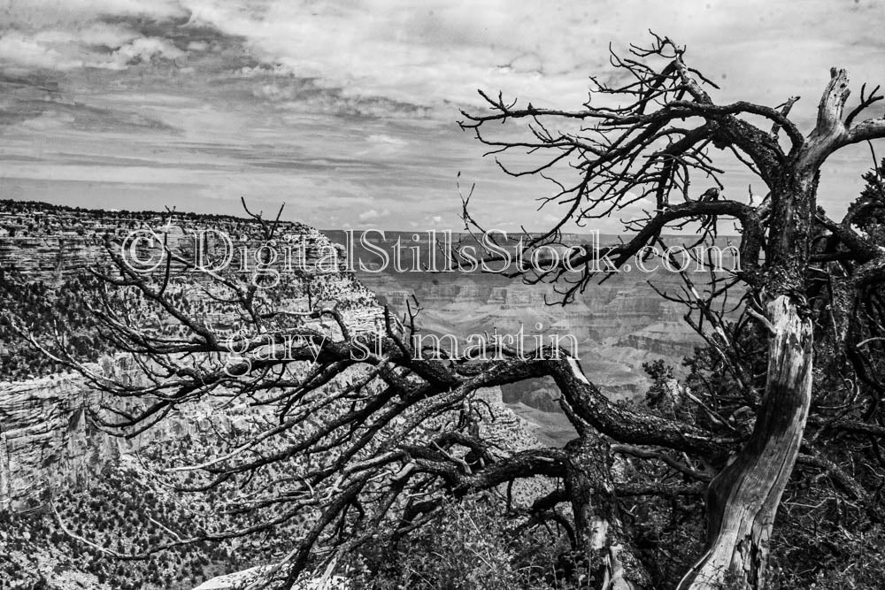 Dead Tree Front Display over Canyon, B&W, Digital, Arizona, Grand Canyon