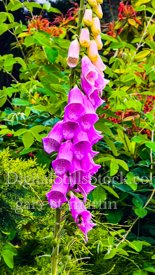 The Progressive Blooming of Foxglove Flowers - Vashon Island, digital Vashon Island