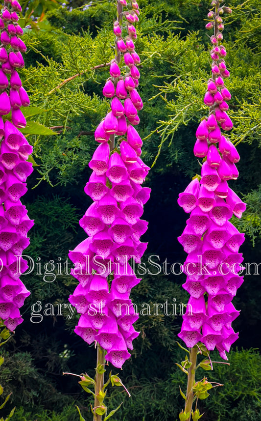 A Portrait of Foxglove Flowers - Vashon Island, digital Vashon Island