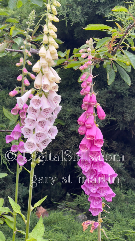 Pink Lady's glove Digital, Scenery, Flowers