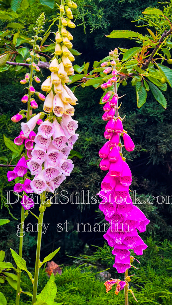 Different Shades of Foxglove Flowers - Vashon Island, digital Vashon Island