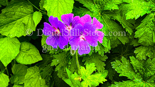 Bright Geraniums - Vashon Island, digital Vashon Island