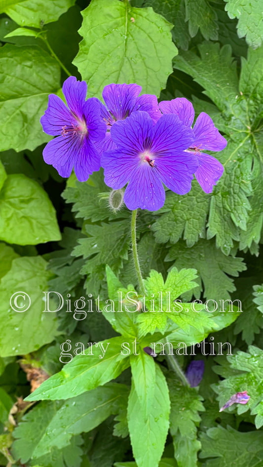 Closeup Portrait Of Purple Geranium Digital, Scenery, Flowers