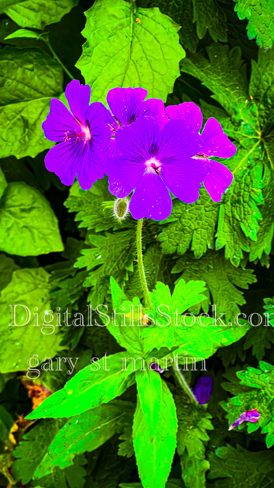 A Portrait of a Geranium Bundle - Vashon Island, digital Vashon Island