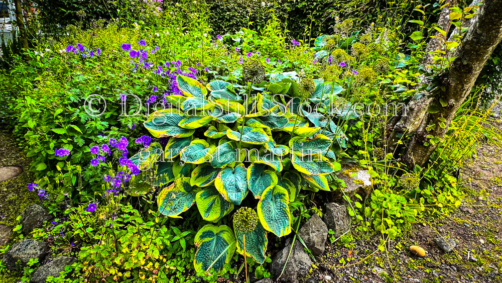 Geranium and Lily Bushes - Vashon Island, digital Vashon Island