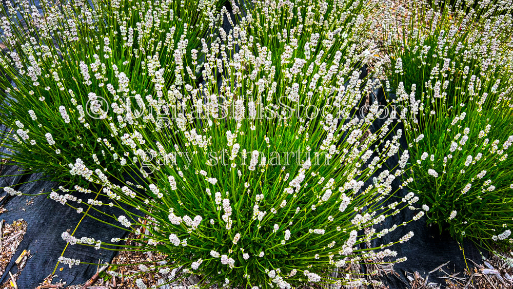 Bunches of Light Lavender - Vashon Island, digital Vashon Island