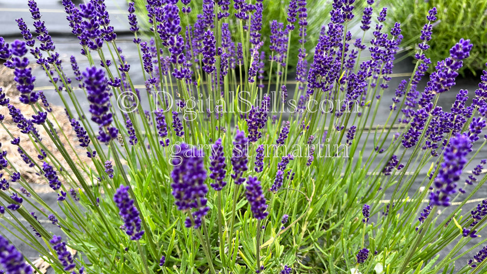 Lavender Portrait Digital, Scenery, Flowers