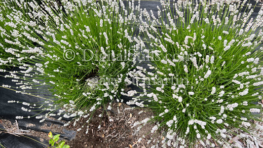  Digital, Scenery, Flowers White Lavender 