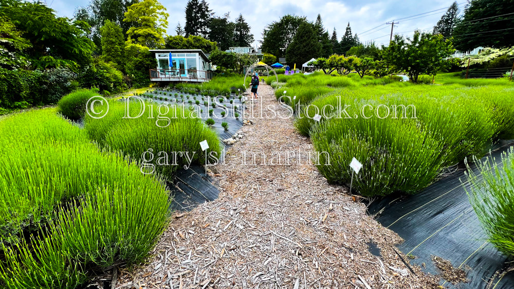 Walking between Lavender - Vashon Island, digital Vashon Island