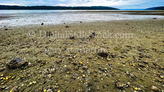 Shells on the Shore - Vashon Island, digital Vashon Island