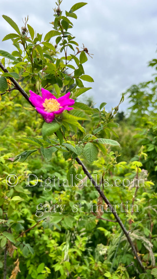 Beach Rose Digital, Scenery, Flowers