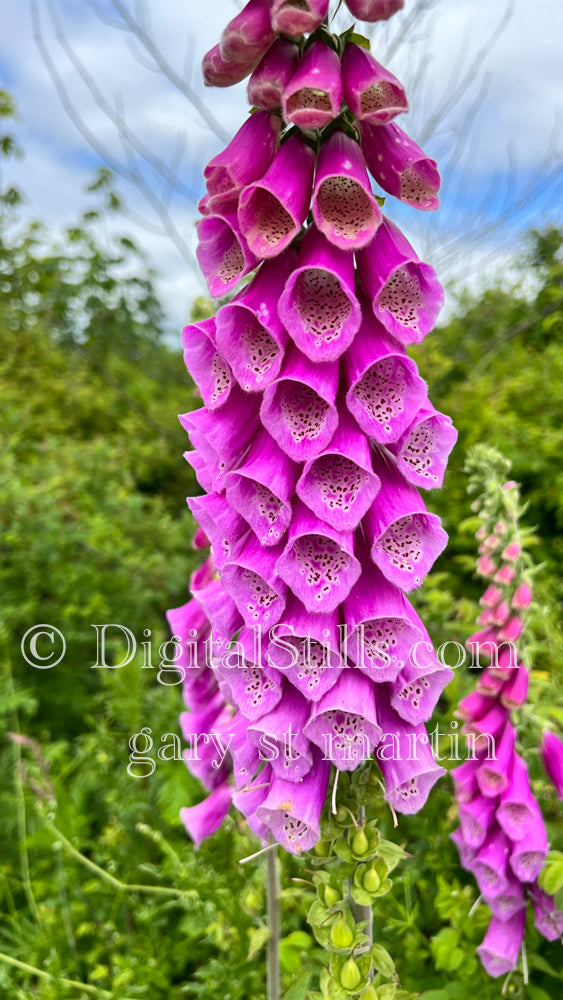 Pink Foxglove Digital, Scenery, Flowers