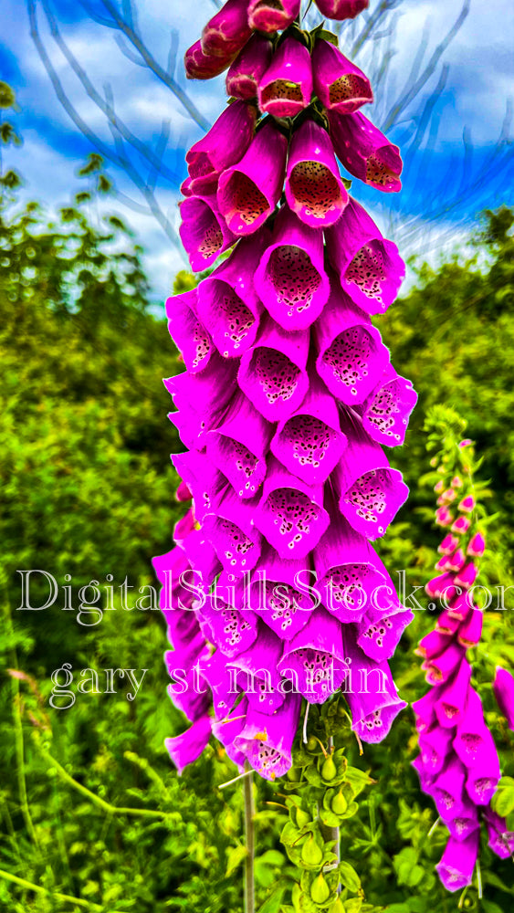 Closeup of a Foxglove Flower - Vashon Island, digital Vashon Island