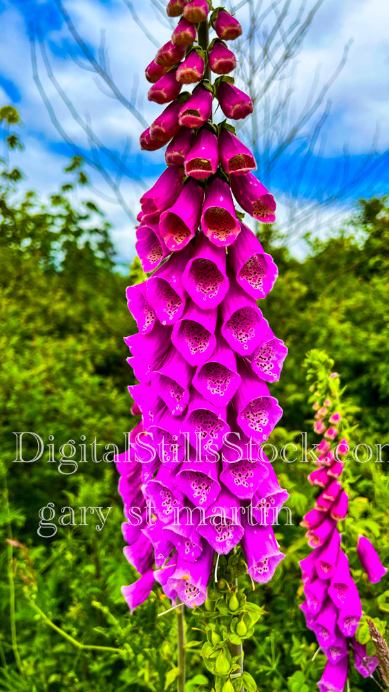 Details of a Pink Foxglove Flower - Vashon Island, digital Vashon Island