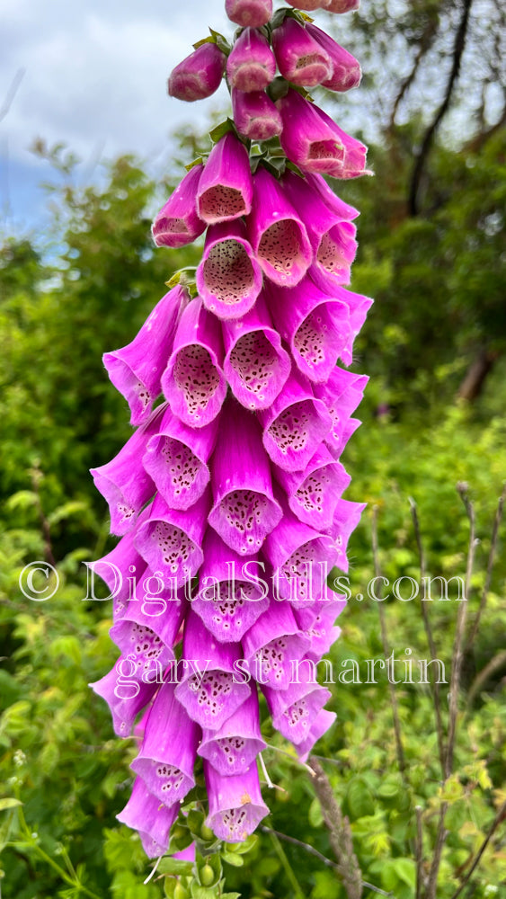 Pink Foxglove V2 Digital, Scenery, Flowers