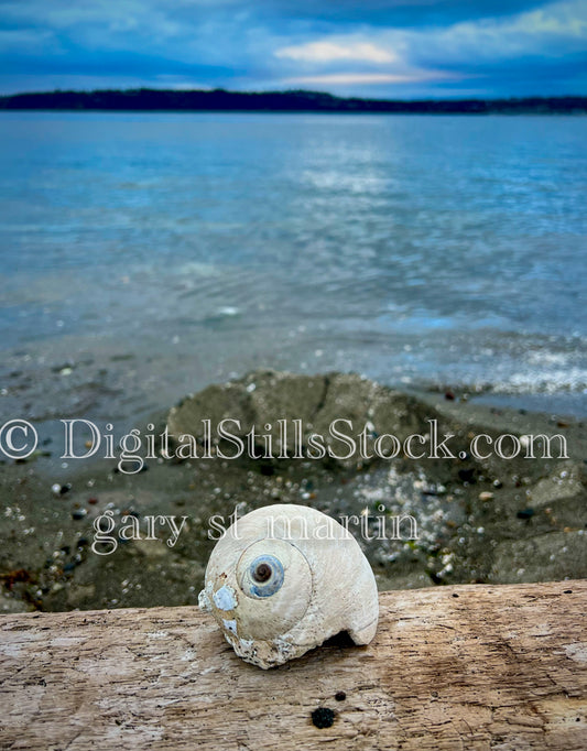Spiral Shell by the Sea - Vashon Island, digital Vashon Island