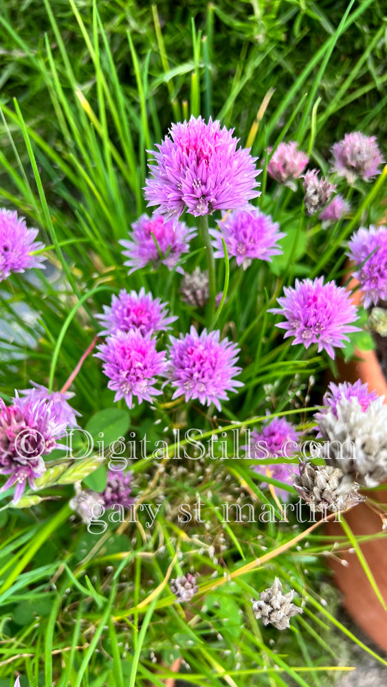 Pink Flower Chives Digital, Scenery, Flowers