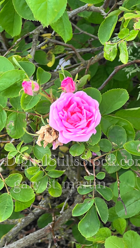 A rose and its buds - Vashon Island, digital Vashon Island