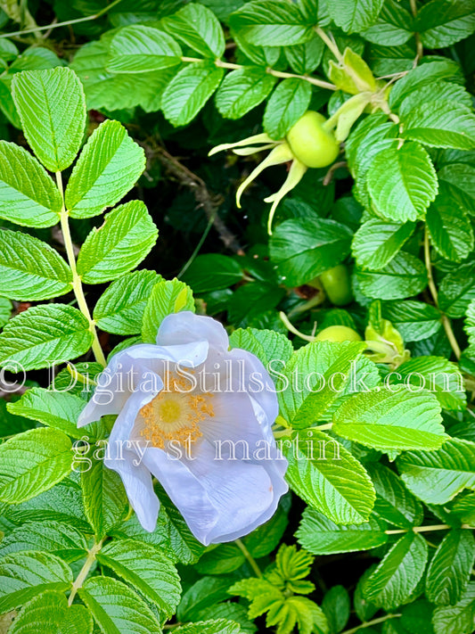A rose amongst thorns - Vashon Island, digital Vashon Island