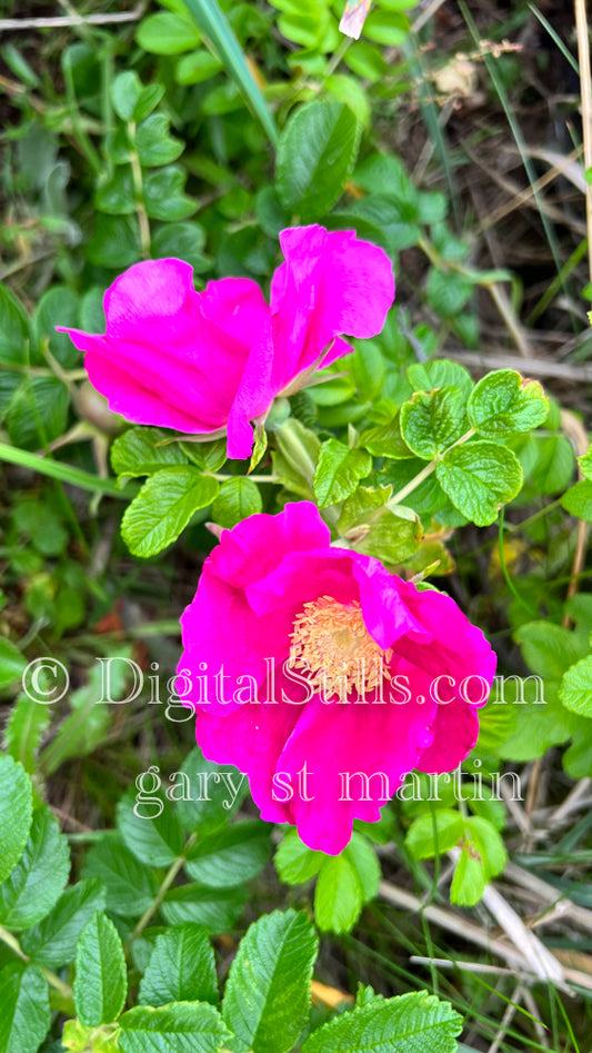 Pink Rosa Rugosa Digital, Scenery, Flowers