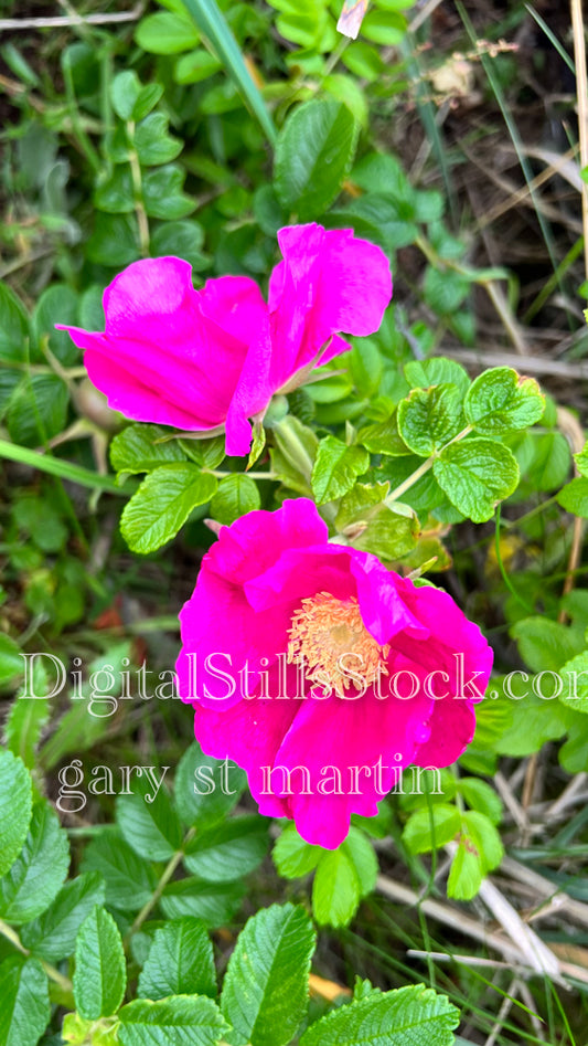 Two Pink Roses - Vashon Island, digital Vashon Island