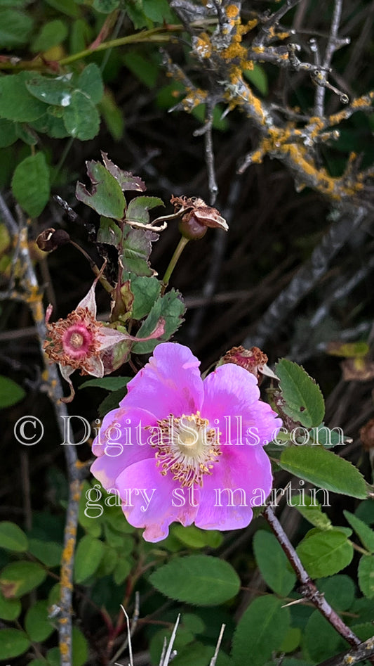 Pink Rosa Rugosa Portrait Digital, Scenery, Flowers