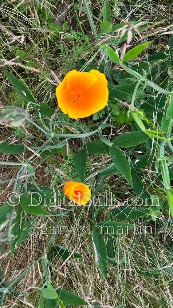 California Poppy Digital, Scenery, Flowers