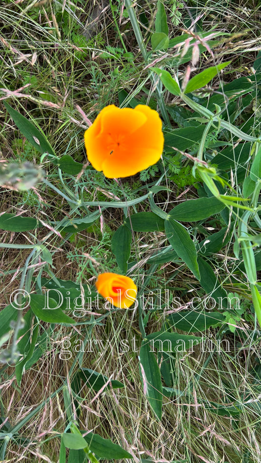 California Poppy Digital, Scenery, Flowers