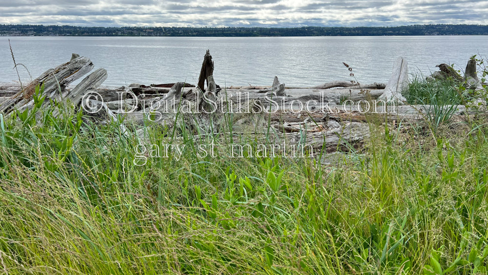 Grassy Shore - Vashon Island, digital Vashon Island