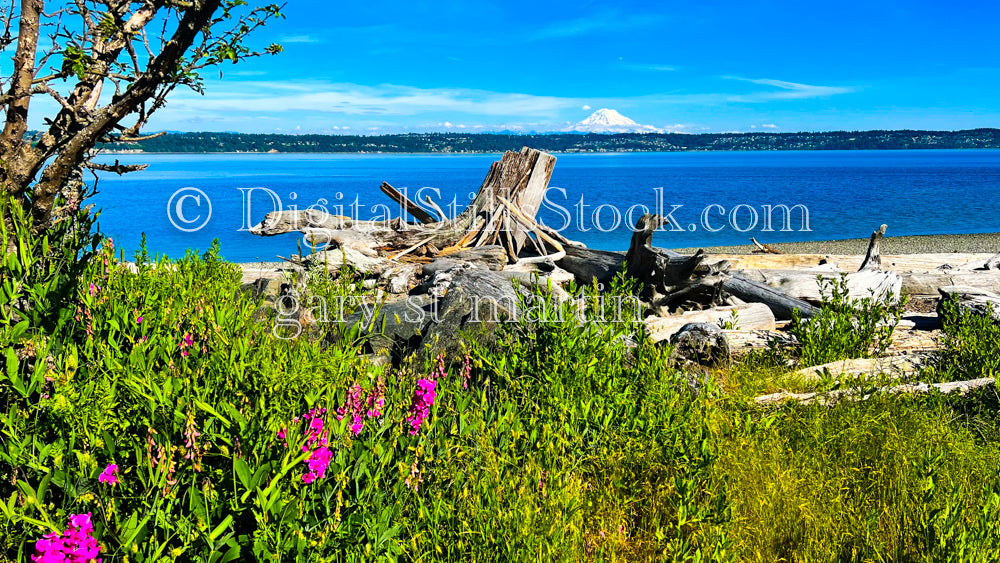 Pink Flowers on a Scenic Coastline  - Vashon Island, digital Vashon Island