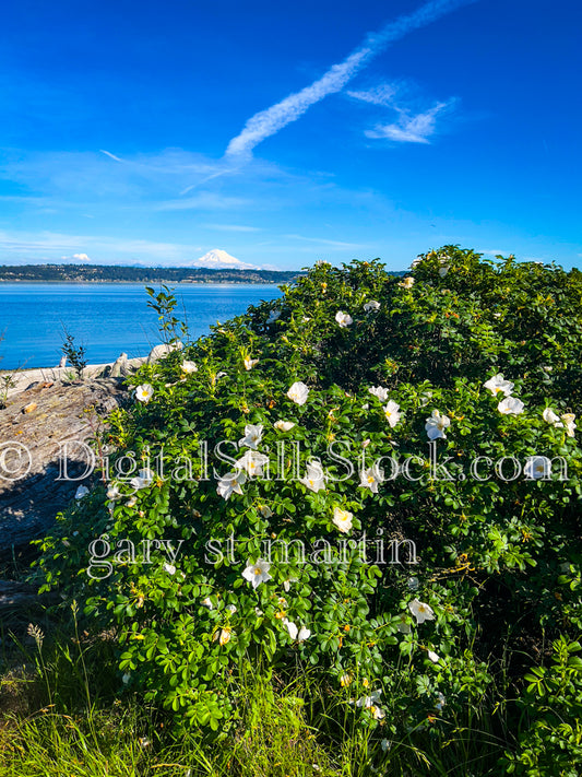 White Roses on the Shore - Vashon Island, digital Vashon Island