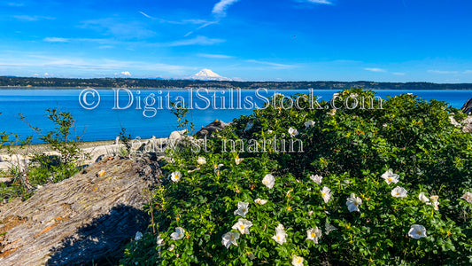 Mt. Rainier and White Roses - Vashon Island, digital Vashon Island