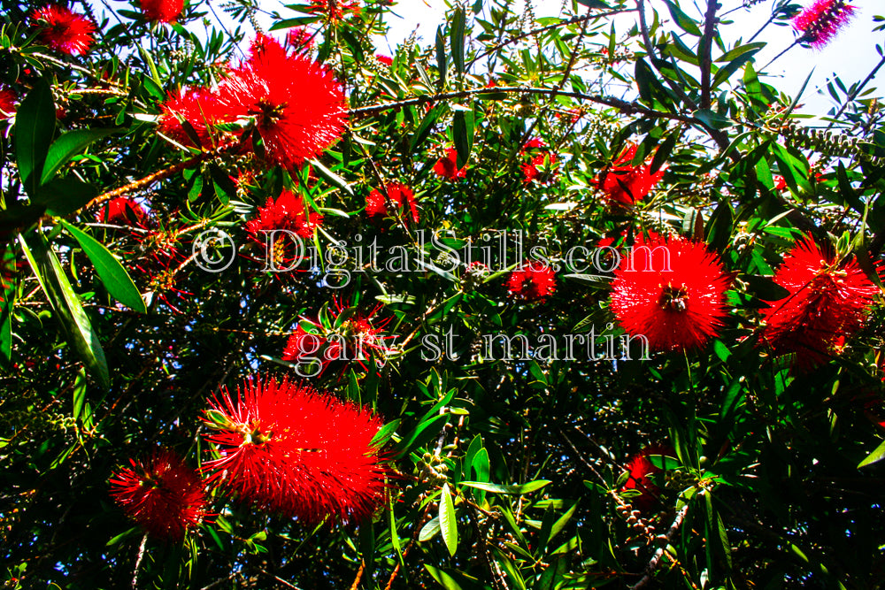 Callistemon speciosus Plant V2Digital, Scenery, Flowers