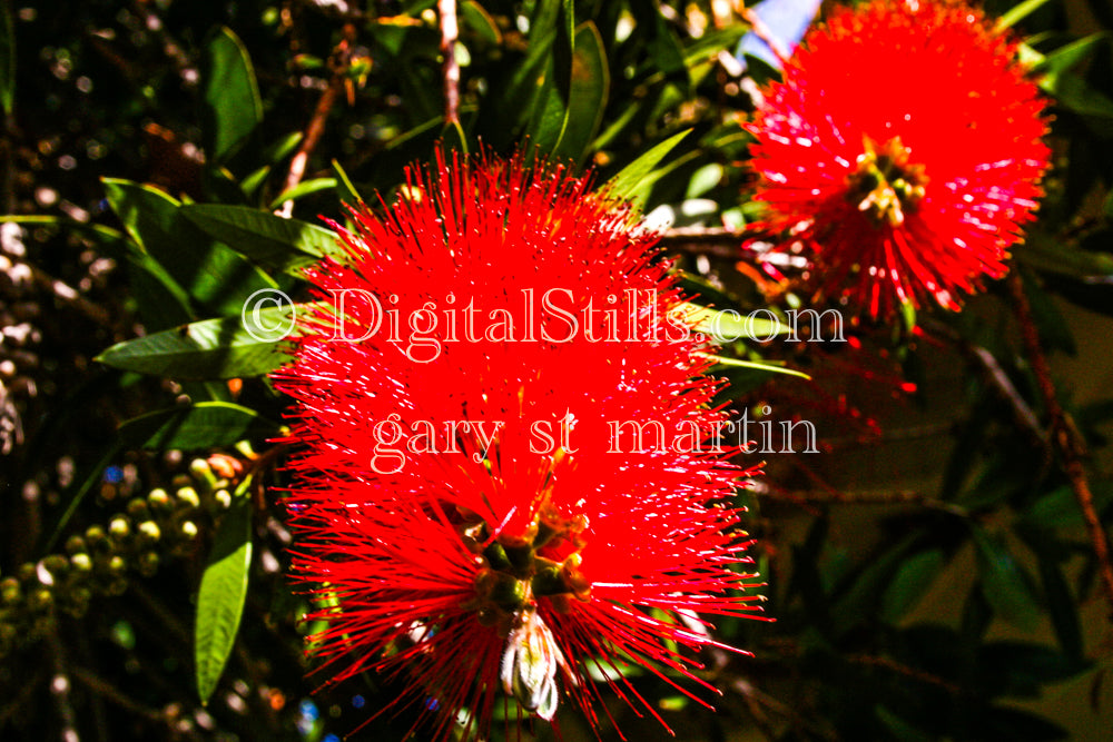 Callistemon speciosus Plant Closeup Digital, Scenery, Flowers
