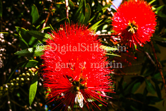 Callistemon speciosus Plant Closeup Digital, Scenery, Flowers