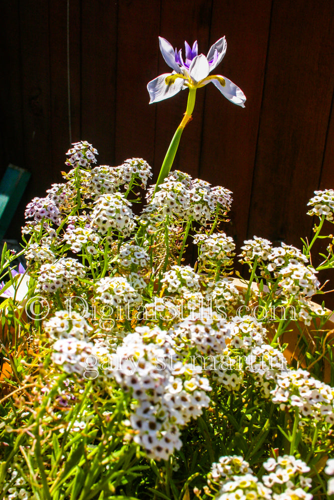 Sweet alyssum Flowers Digital, Scenery, Flowers